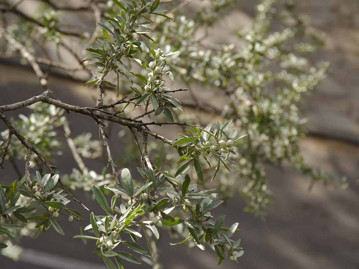 Chamaecytisus proliferus